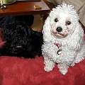 2 Perfect Dogs